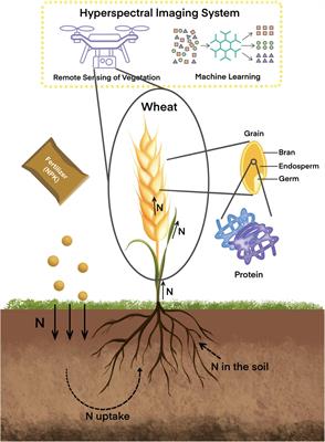 Applications of a Hyperspectral Imaging System Used to Estimate Wheat Grain Protein: A Review